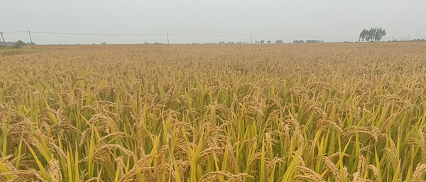 遼寧機構(gòu)質(zhì)檢報告了解質(zhì)檢報告第三方檢測機構(gòu)的類型