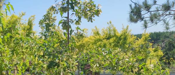 沈陽環(huán)境檢測淺談保護(hù)環(huán)境的重要性